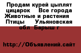 Продам курей цыплят,цицарок. - Все города Животные и растения » Птицы   . Ульяновская обл.,Барыш г.